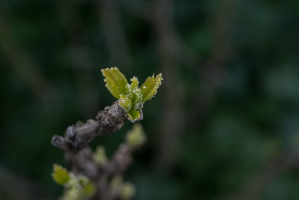 _THW4511